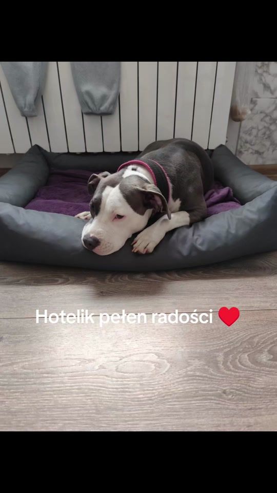 TikTok video thumbnail by malwinasobolewsk9
