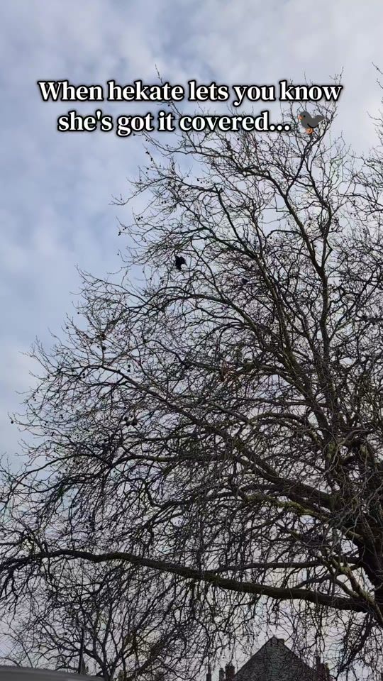 TikTok video thumbnail by witchymummakyra