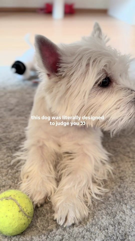 TikTok video thumbnail by littlelumiverse