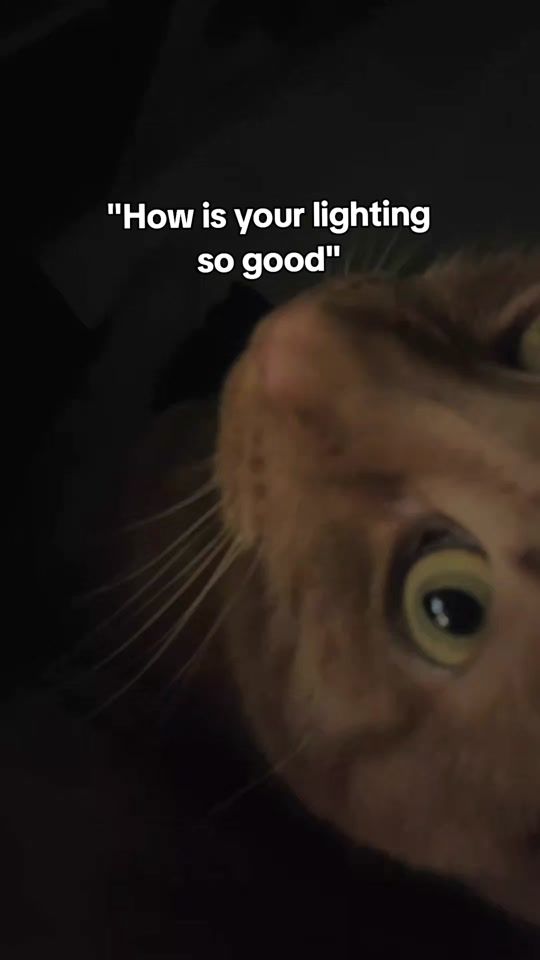 TikTok video thumbnail by samurottdragon