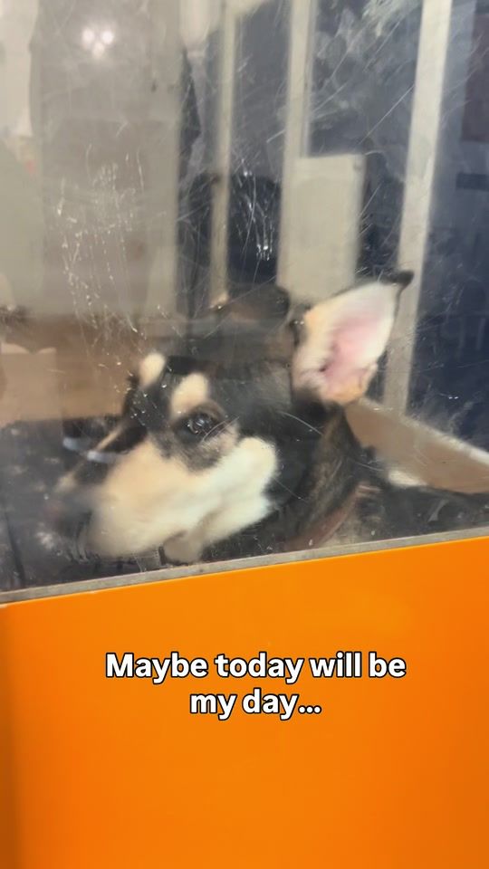 TikTok video thumbnail by national_spca