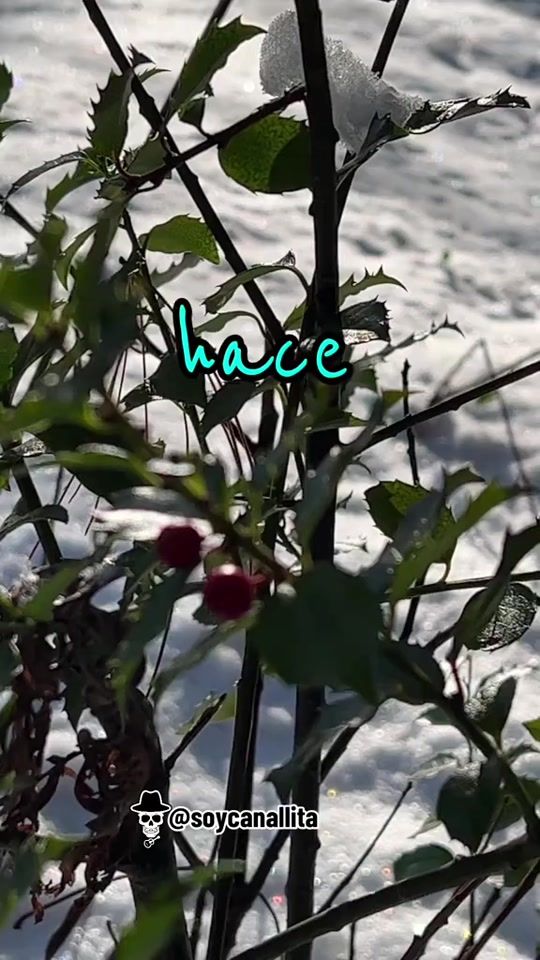 TikTok video thumbnail by soycanallita