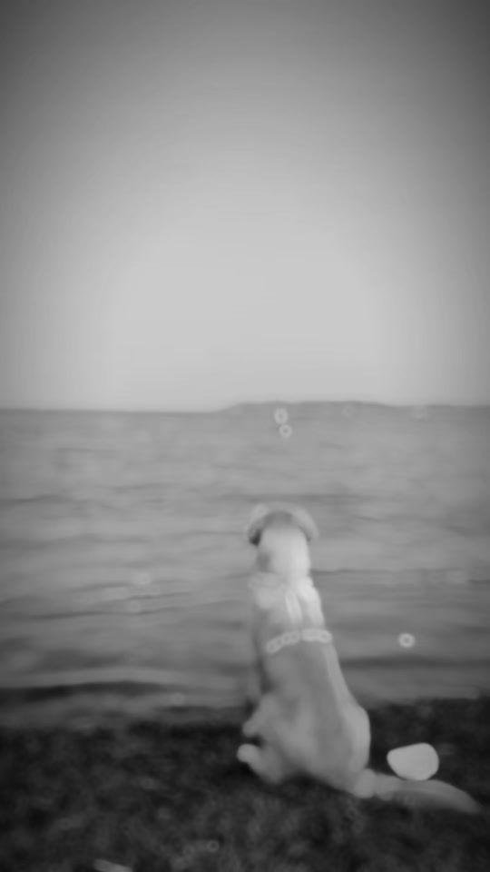 TikTok video thumbnail by nala_and_us