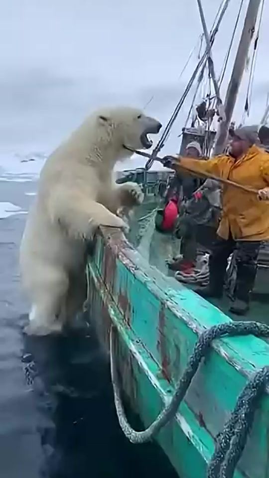 TikTok video thumbnail by amazingocean2