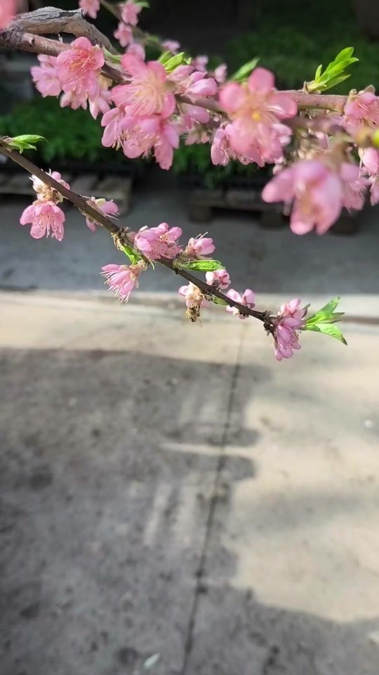 TikTok video thumbnail by chillibaja