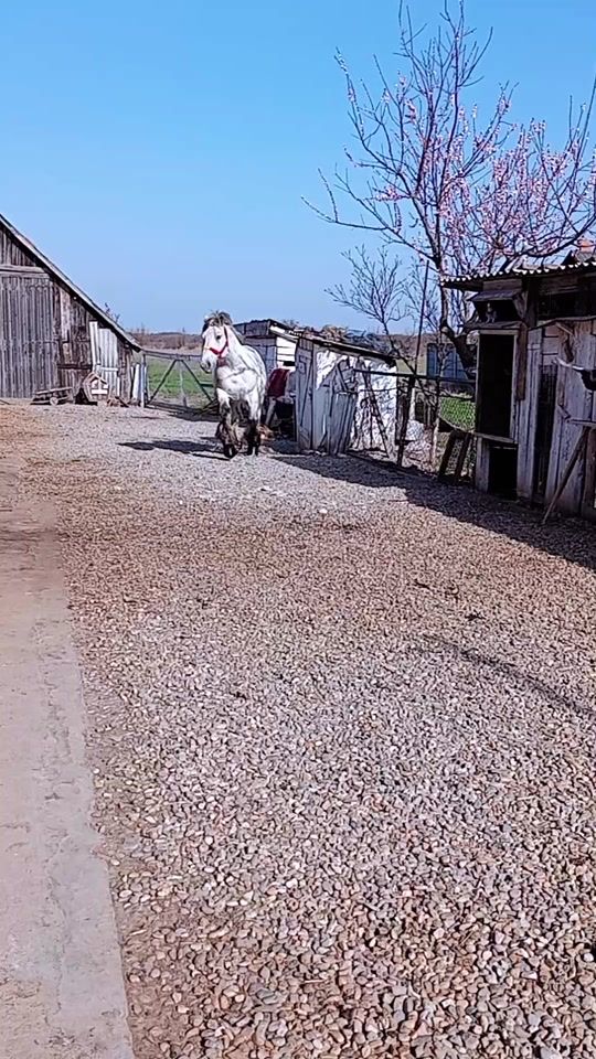 TikTok video thumbnail by zimangheorghe