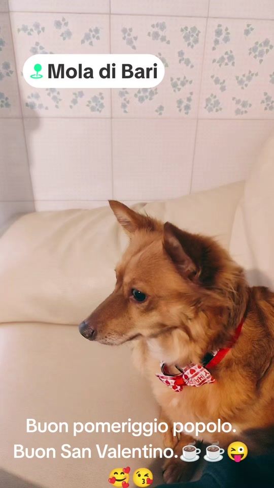 TikTok video thumbnail by francescomevoli0