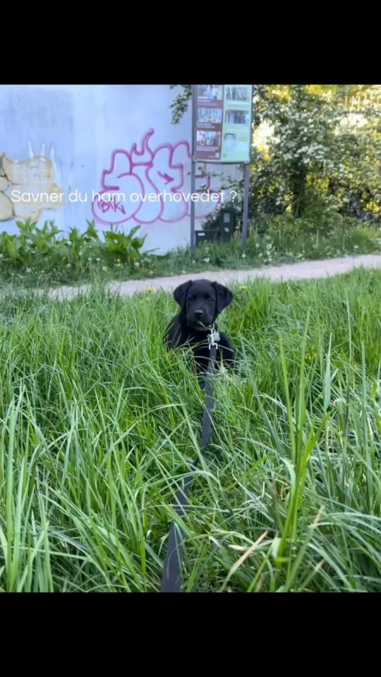 TikTok video thumbnail by vaps_carlo