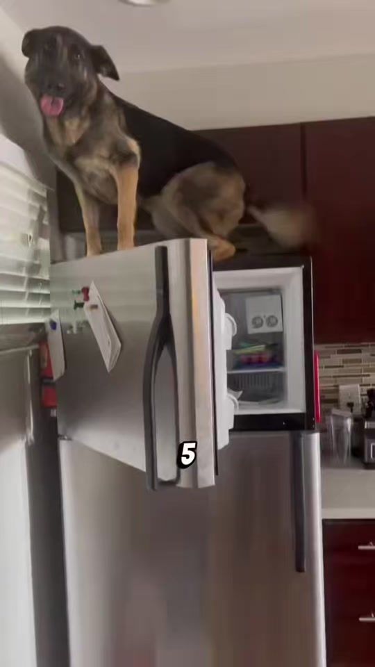 TikTok video thumbnail by doggydude