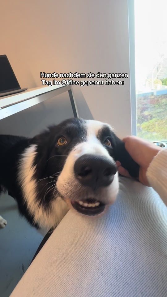 TikTok video thumbnail by borderthing