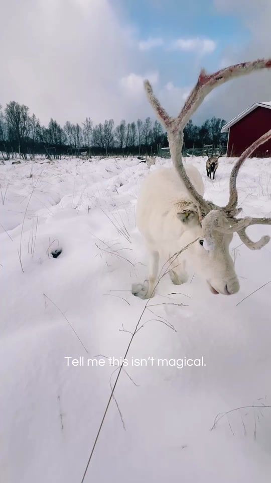 TikTok video thumbnail by piet_flosse