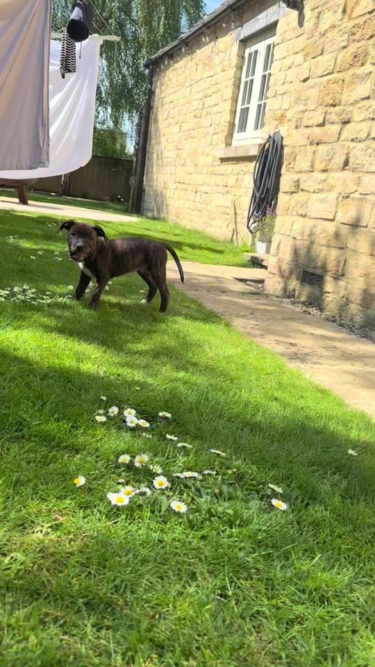 TikTok video thumbnail by maple.the.staffy
