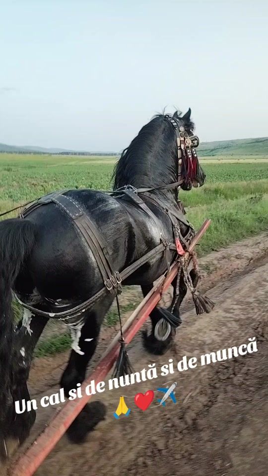 TikTok video thumbnail by razvan_official.22