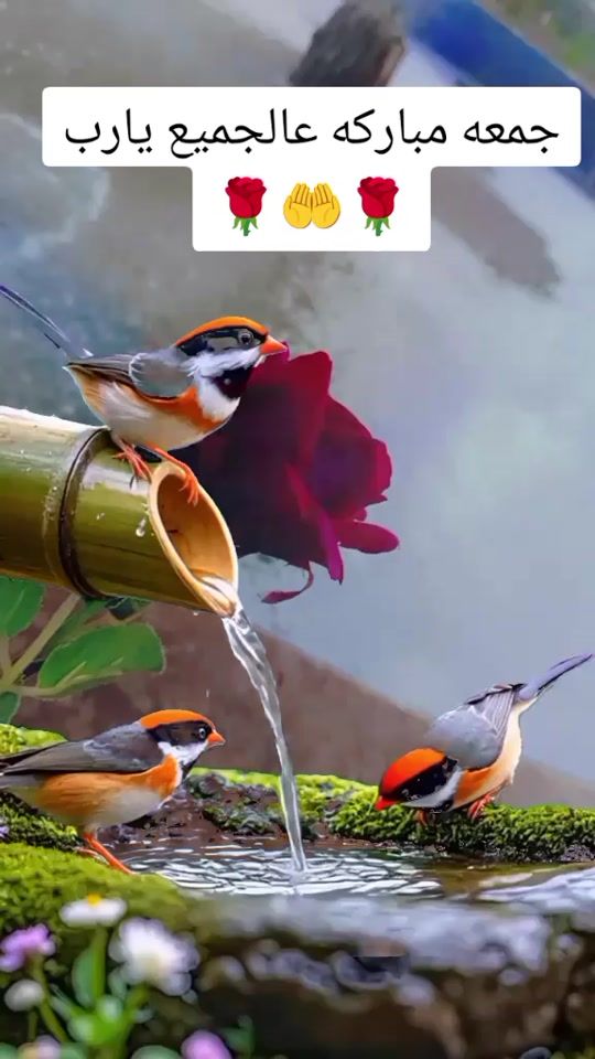 TikTok video thumbnail by dhdtdbxvf