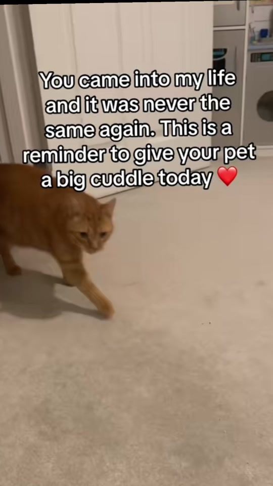 TikTok video thumbnail by roo.mercury
