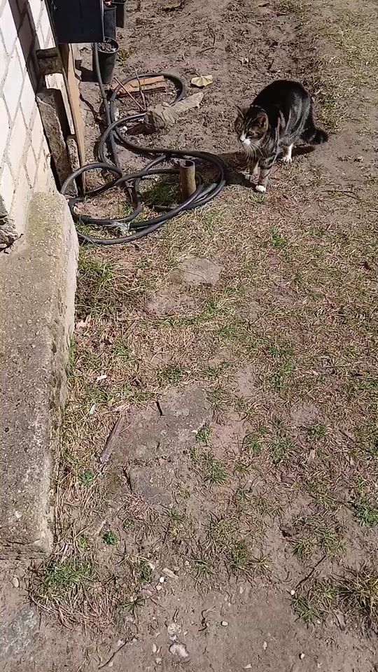 TikTok video thumbnail by julians8236