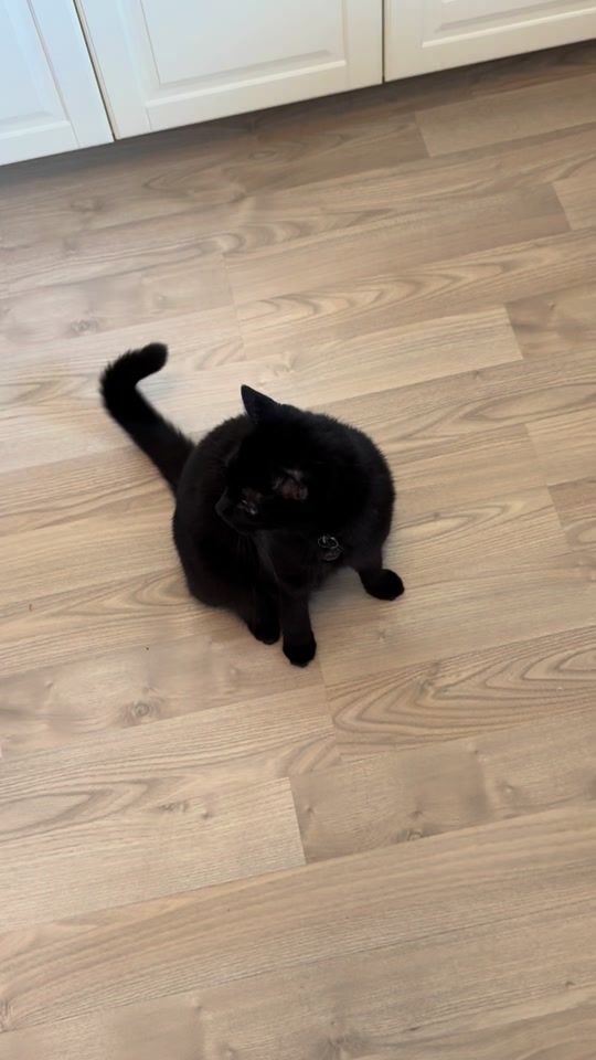TikTok video thumbnail by miffipiffy