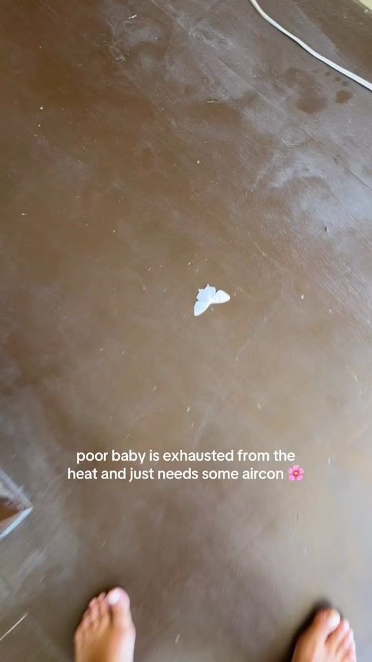 TikTok video thumbnail by naomidrage