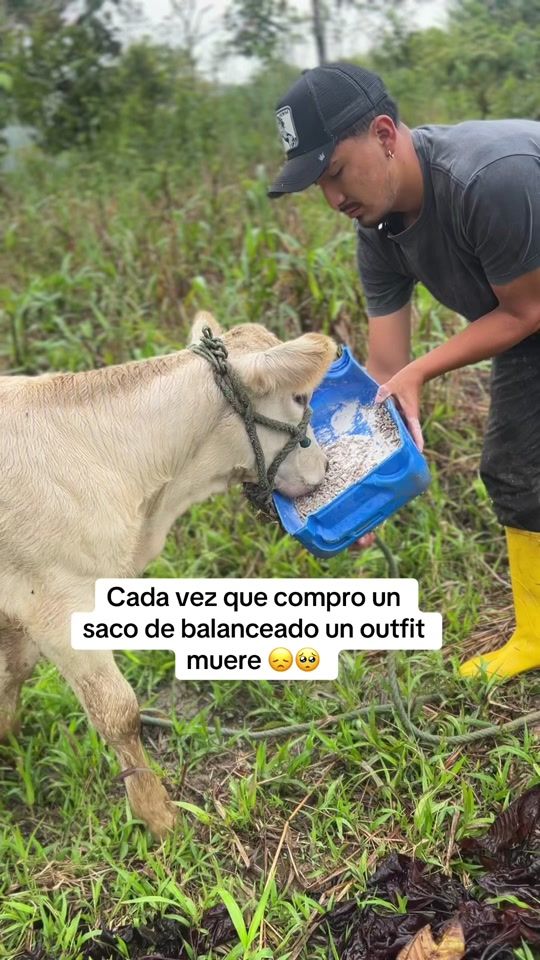 TikTok video thumbnail by charolais.ecuador