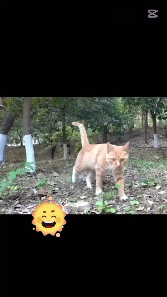 TikTok video thumbnail by sofi...7