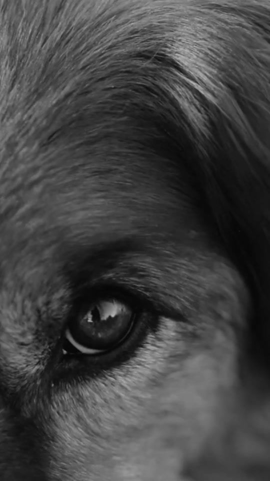 TikTok video thumbnail by lusitano_suerto