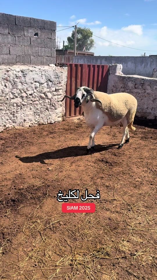 TikTok video thumbnail by sardibnimeskine
