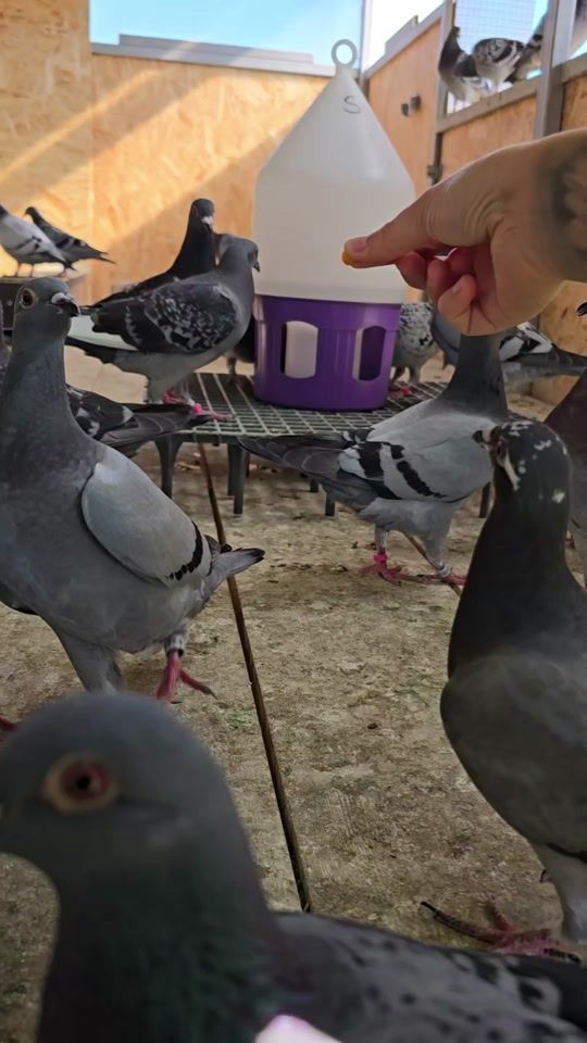 TikTok video thumbnail by lil.angii