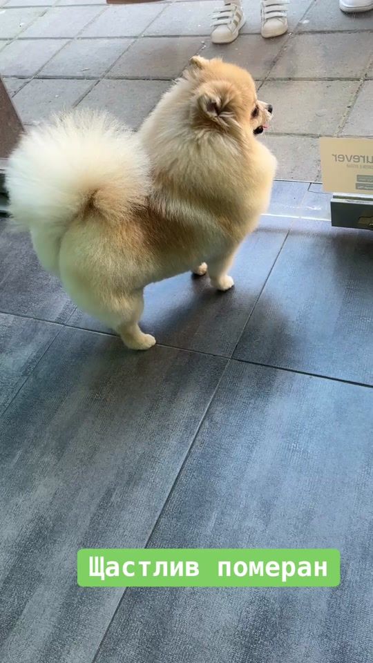 TikTok video thumbnail by dogsparadisegrooming