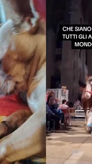 TikTok video thumbnail by la_riccia41