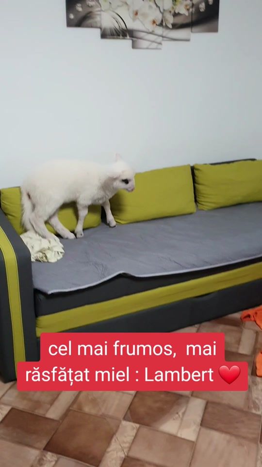 TikTok video thumbnail by marimarius09