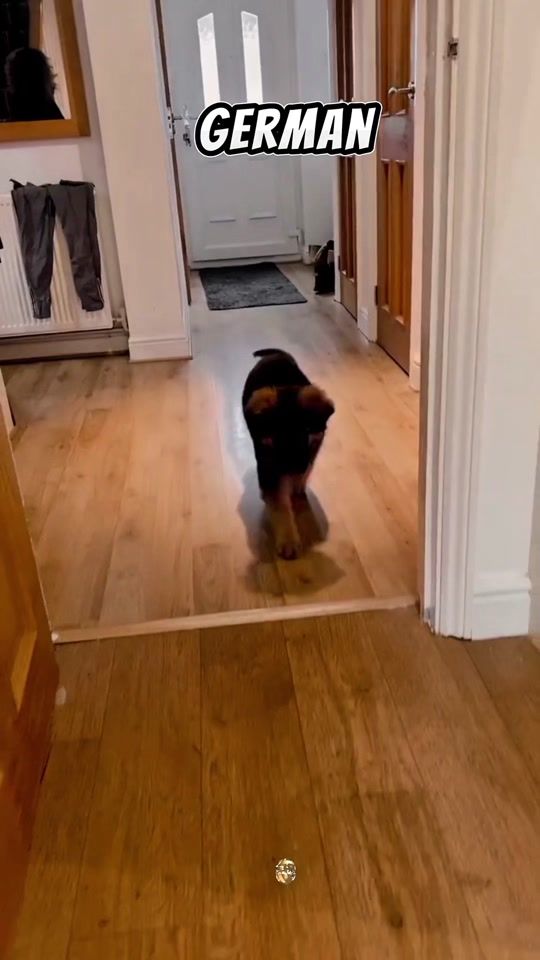 TikTok video thumbnail by faunablog