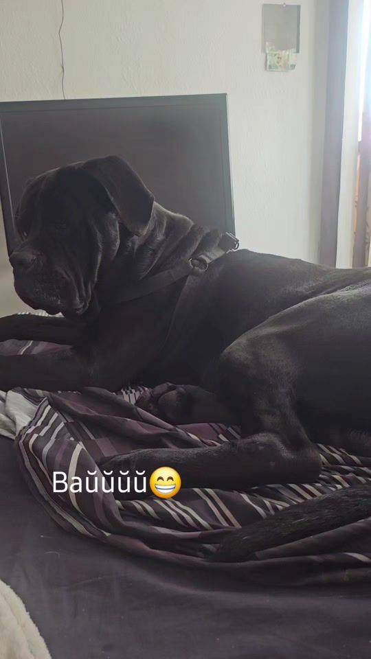 TikTok video thumbnail by dienchewa
