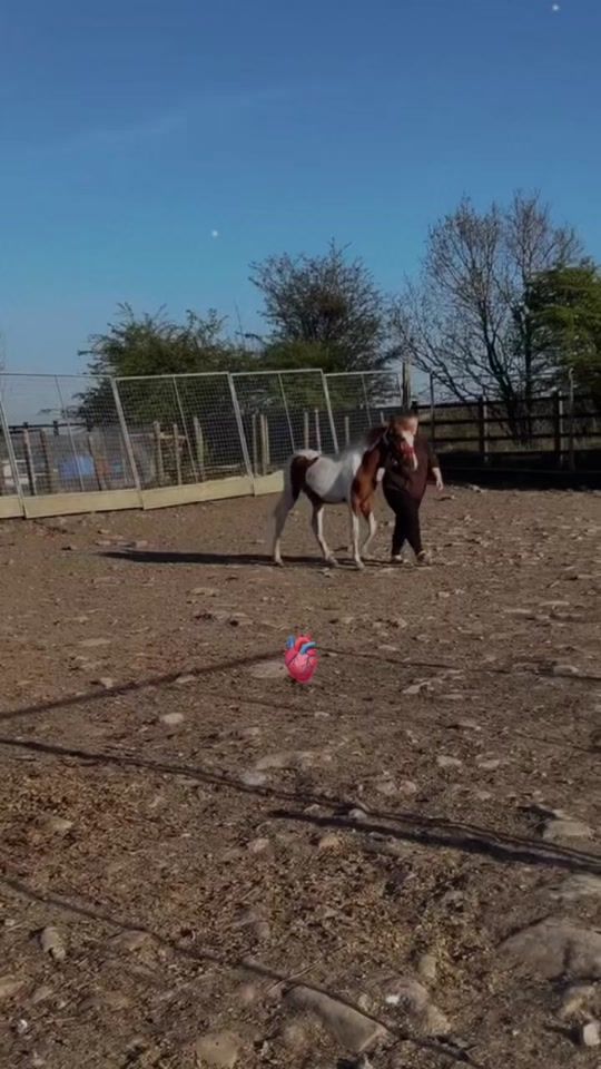 TikTok video thumbnail by kbequestrian0