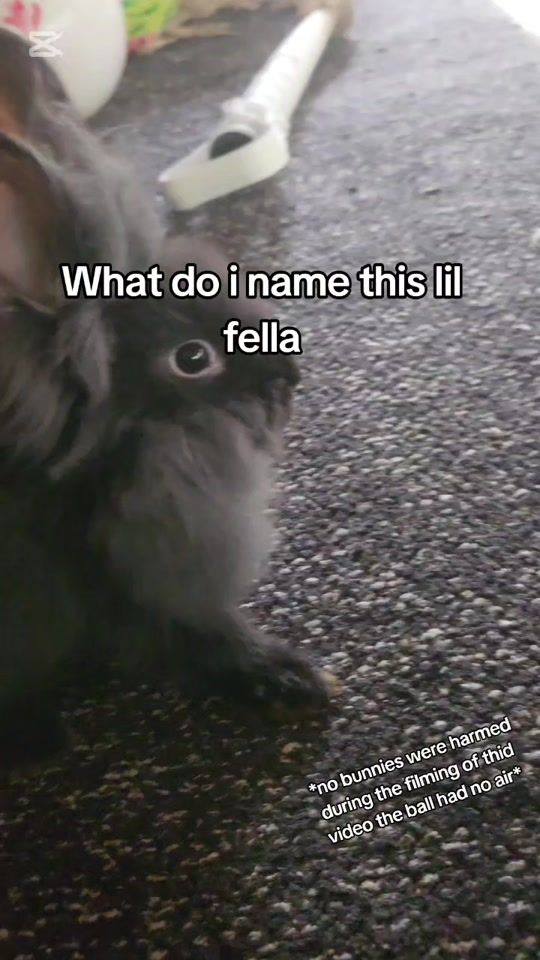 TikTok video thumbnail by steflebef