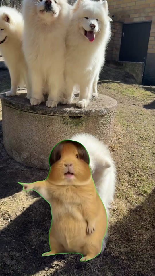 TikTok video thumbnail by jaahelmenkennel