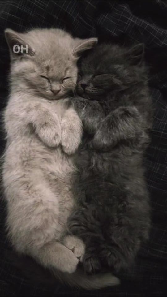 TikTok video thumbnail by lyrics.kittens