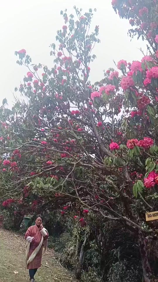 TikTok video thumbnail by sangay293