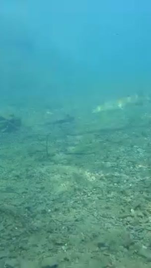 TikTok video thumbnail by carp__fisherman
