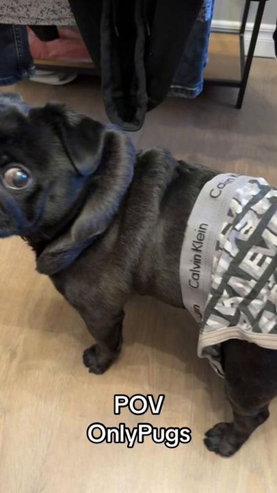 TikTok video thumbnail by basky_the_pug