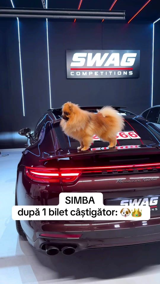 TikTok video thumbnail by swagcompetitions