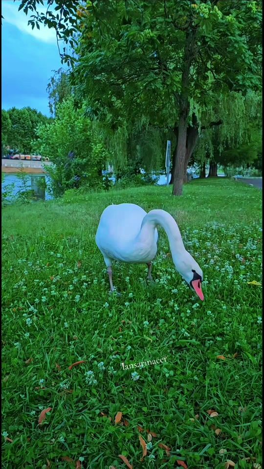 TikTok video thumbnail by lansarinacer