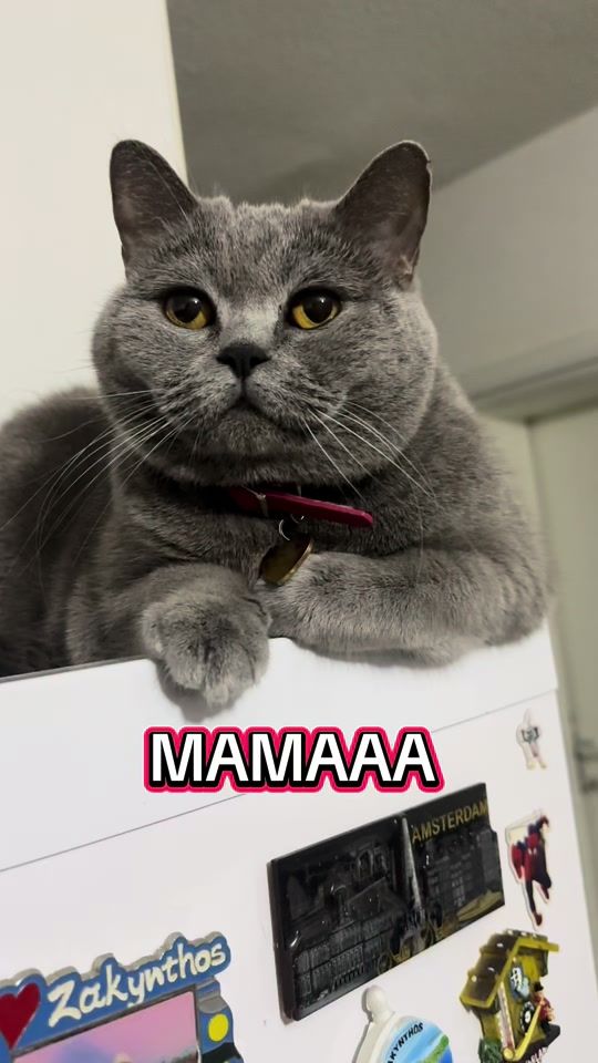 TikTok video thumbnail by max.coco.comedy