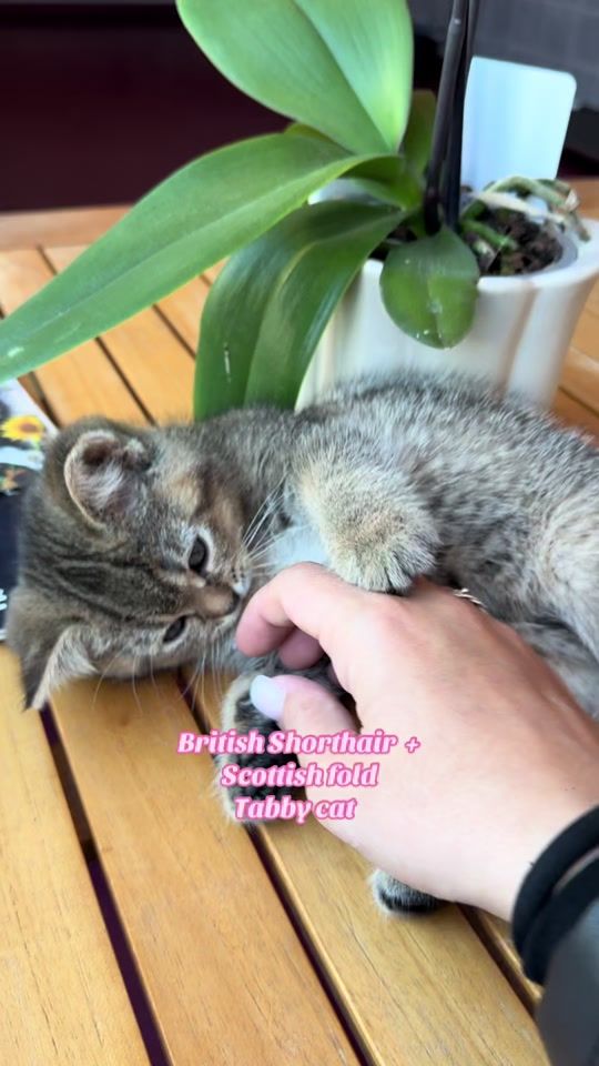 TikTok video thumbnail by xiamness