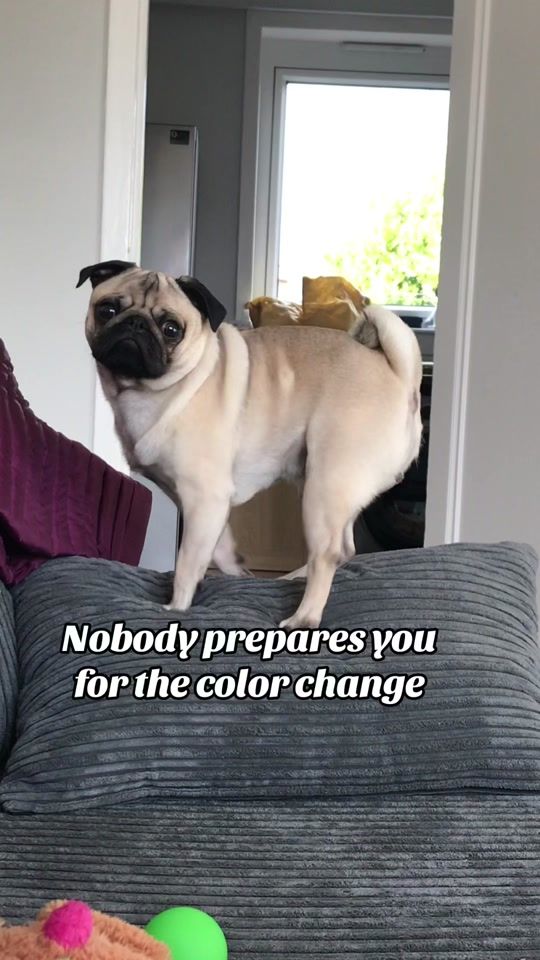 TikTok video thumbnail by enkeithepug.ft.sanka