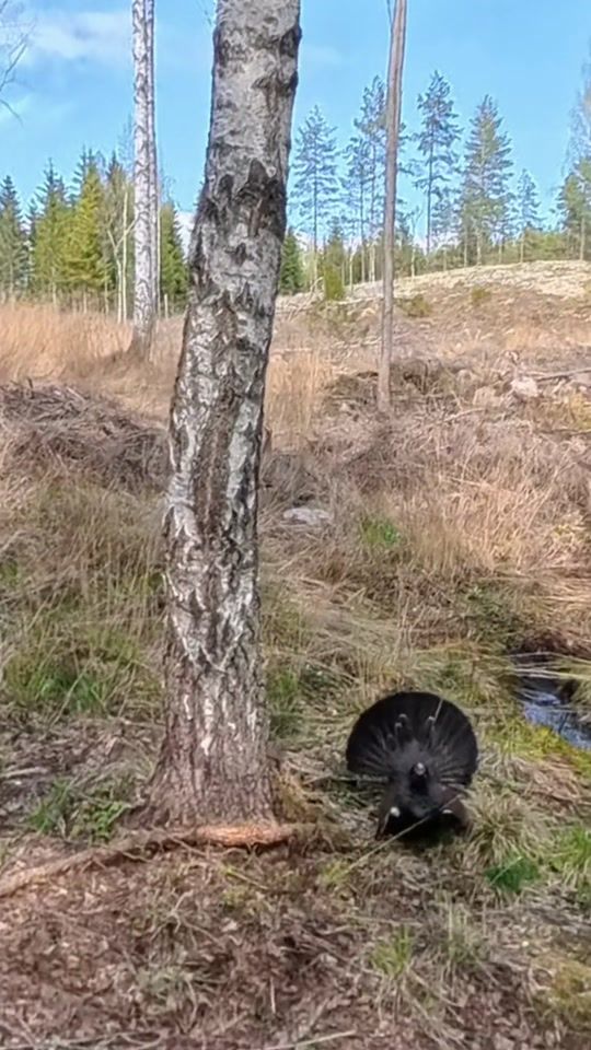 TikTok video thumbnail by niko.laurila