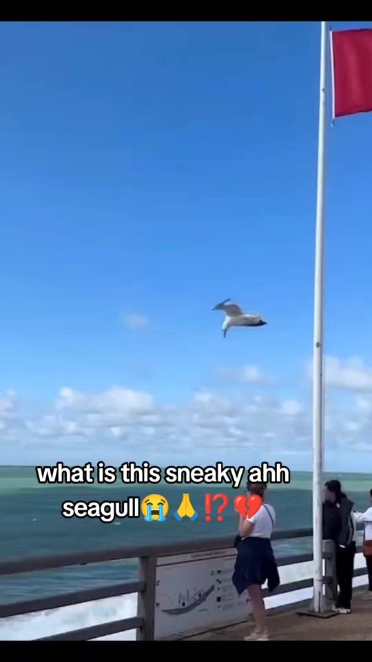TikTok video thumbnail by therealtumpula