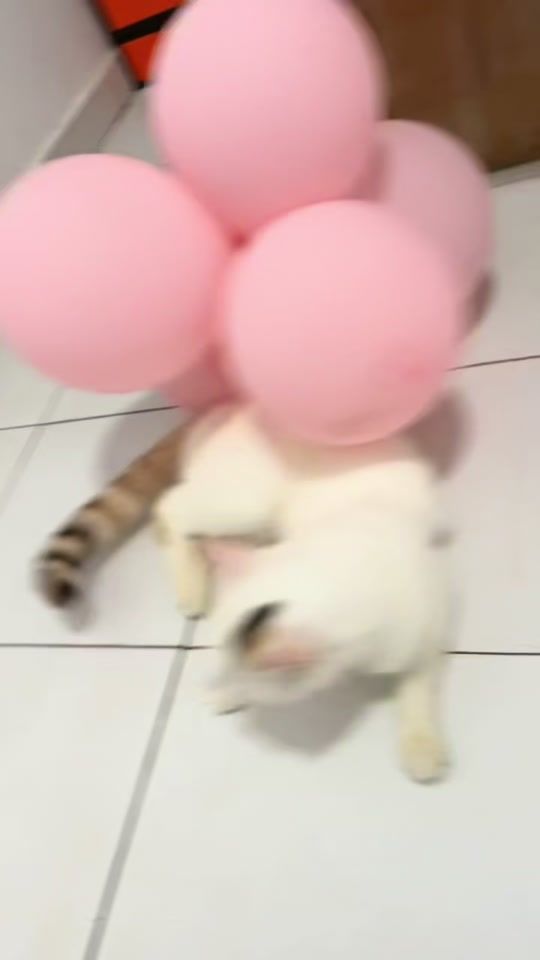 TikTok video thumbnail by traore_nakamura_0