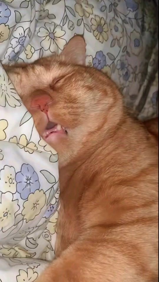 TikTok video thumbnail by tchikitos0