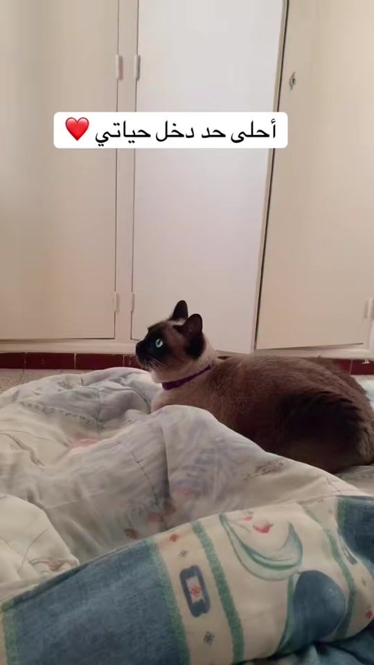 TikTok video thumbnail by animalsgood