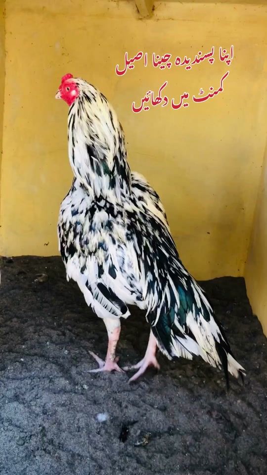 TikTok video thumbnail by poultrymarkaz1